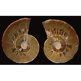 Ammonite from Madagascar