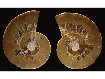 Ammonite from Madagascar