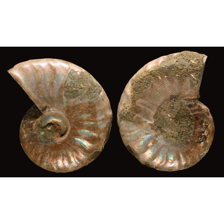 Ammonite from Madagascar