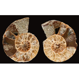Ammonite de Madagascar