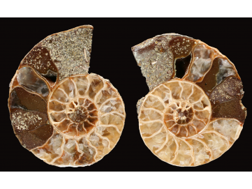 Ammonite de Madagascar