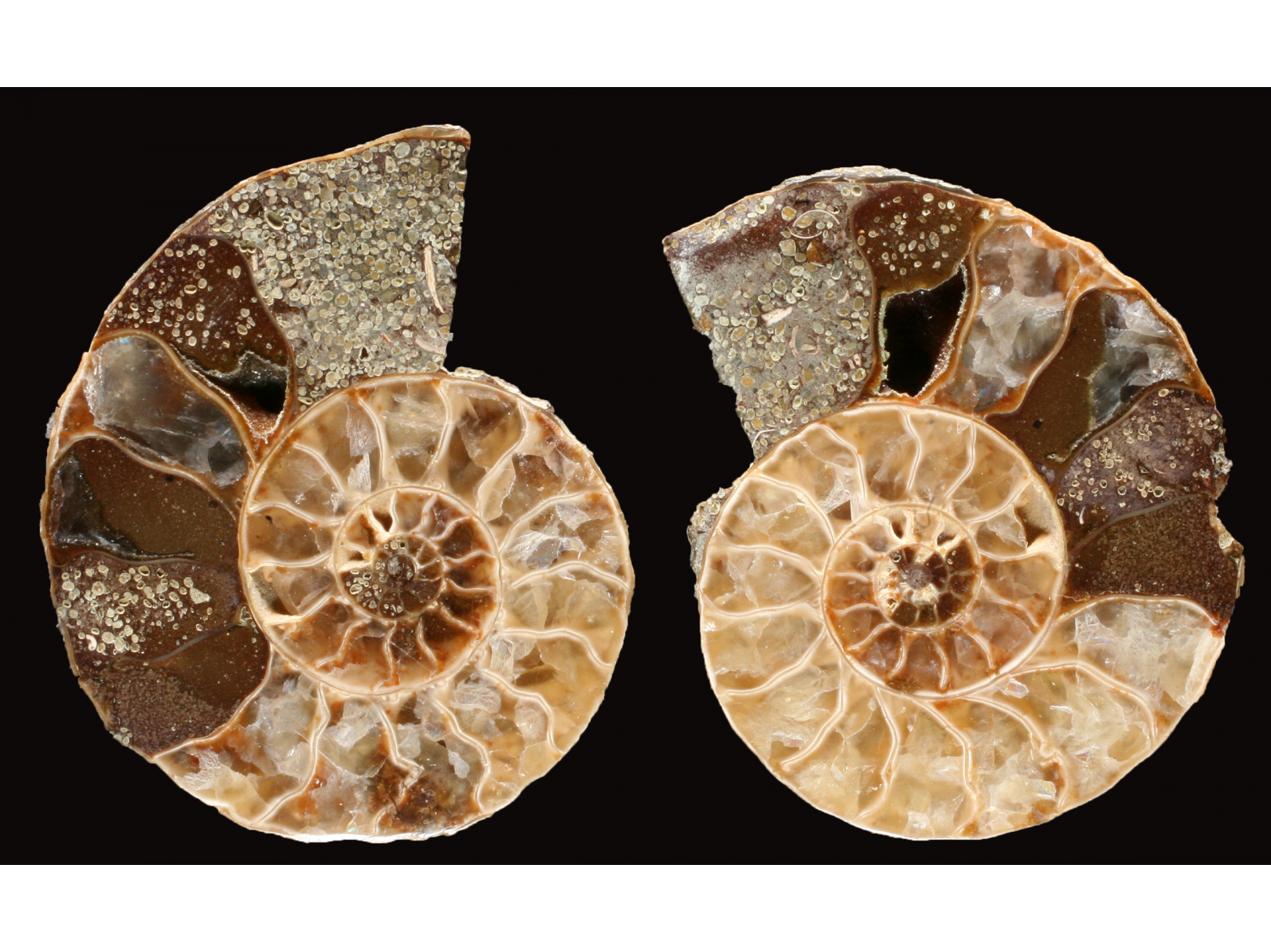 Ammonite from Madagascar