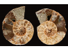 Ammonite de Madagascar