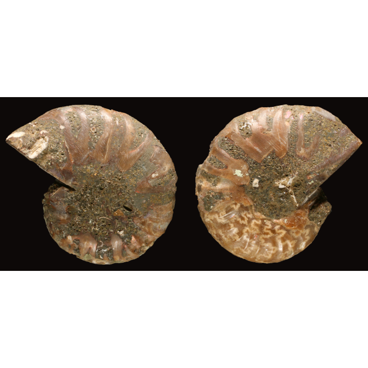 Ammonite de Madagascar