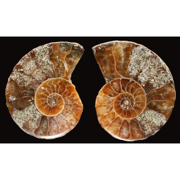 Ammonite de Madagascar