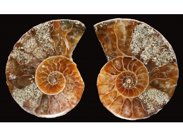 Ammonite from Madagascar