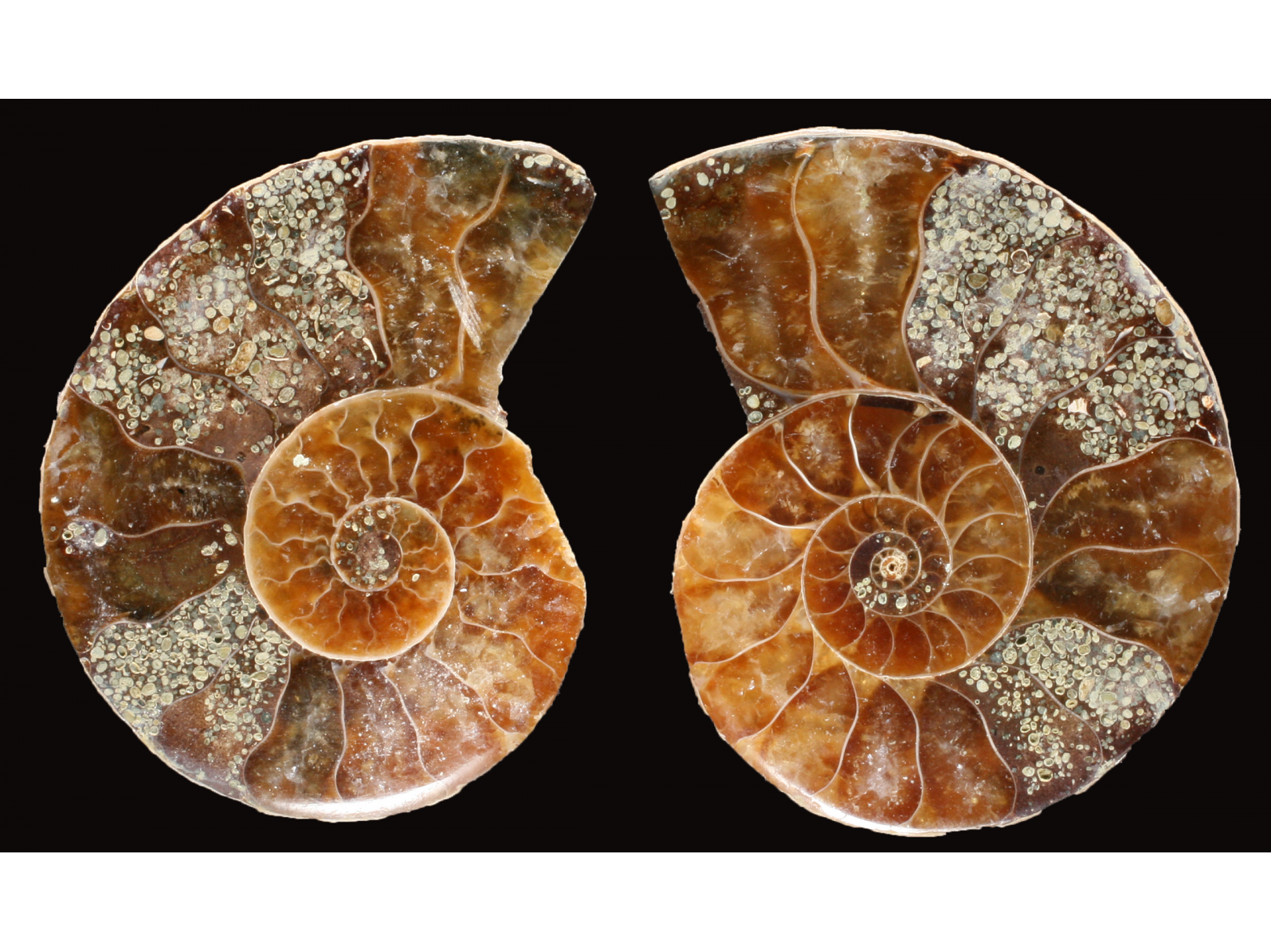 Ammonite de Madagascar