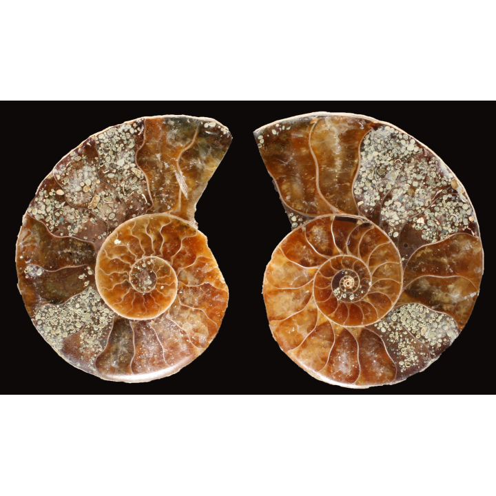 Ammonite de Madagascar