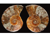 Ammonite from Madagascar