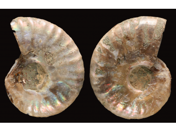 Ammonite from Madagascar