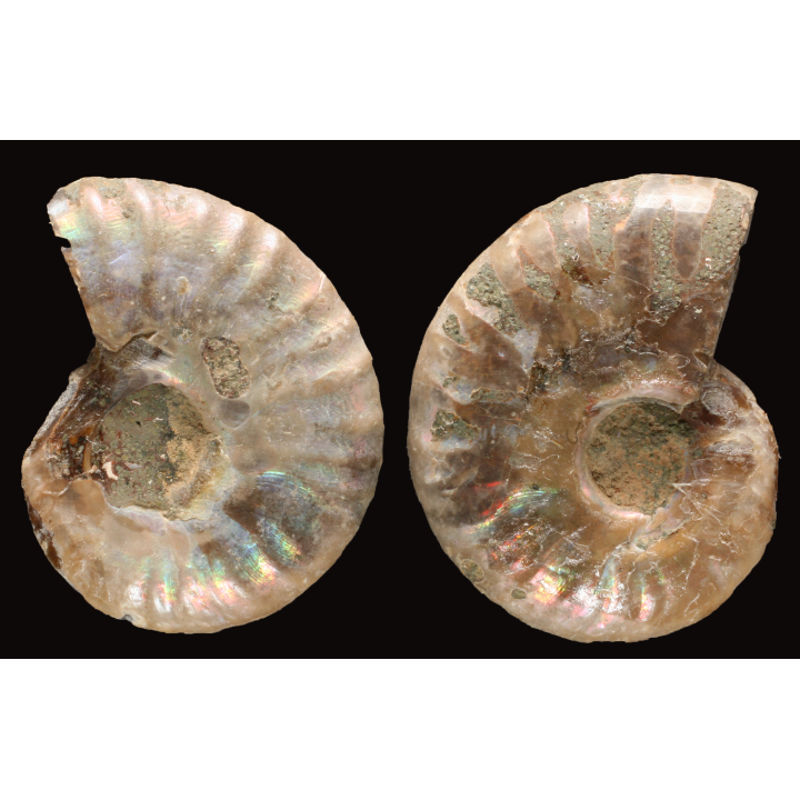 Ammonite de Madagascar