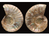 Ammonite from Madagascar