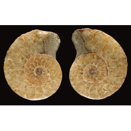 Ammonite de Madagascar