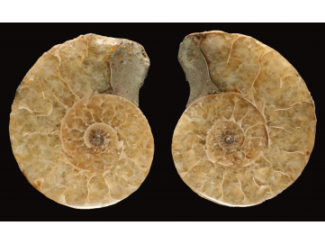 Ammonite from Madagascar