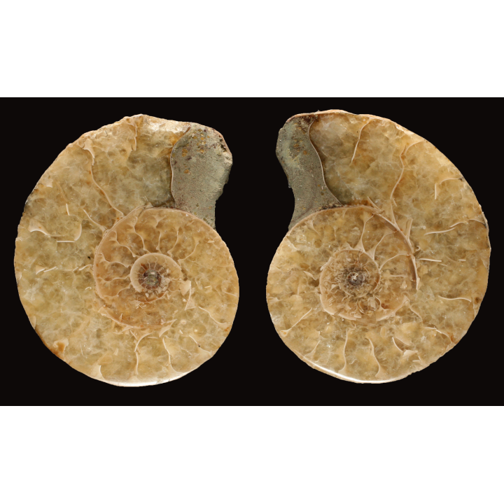 Ammonite from Madagascar