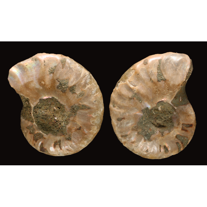Ammonite from Madagascar