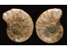 Ammonite from Madagascar