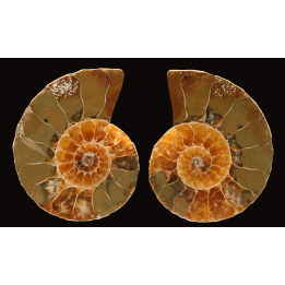 Ammonite from Madagascar