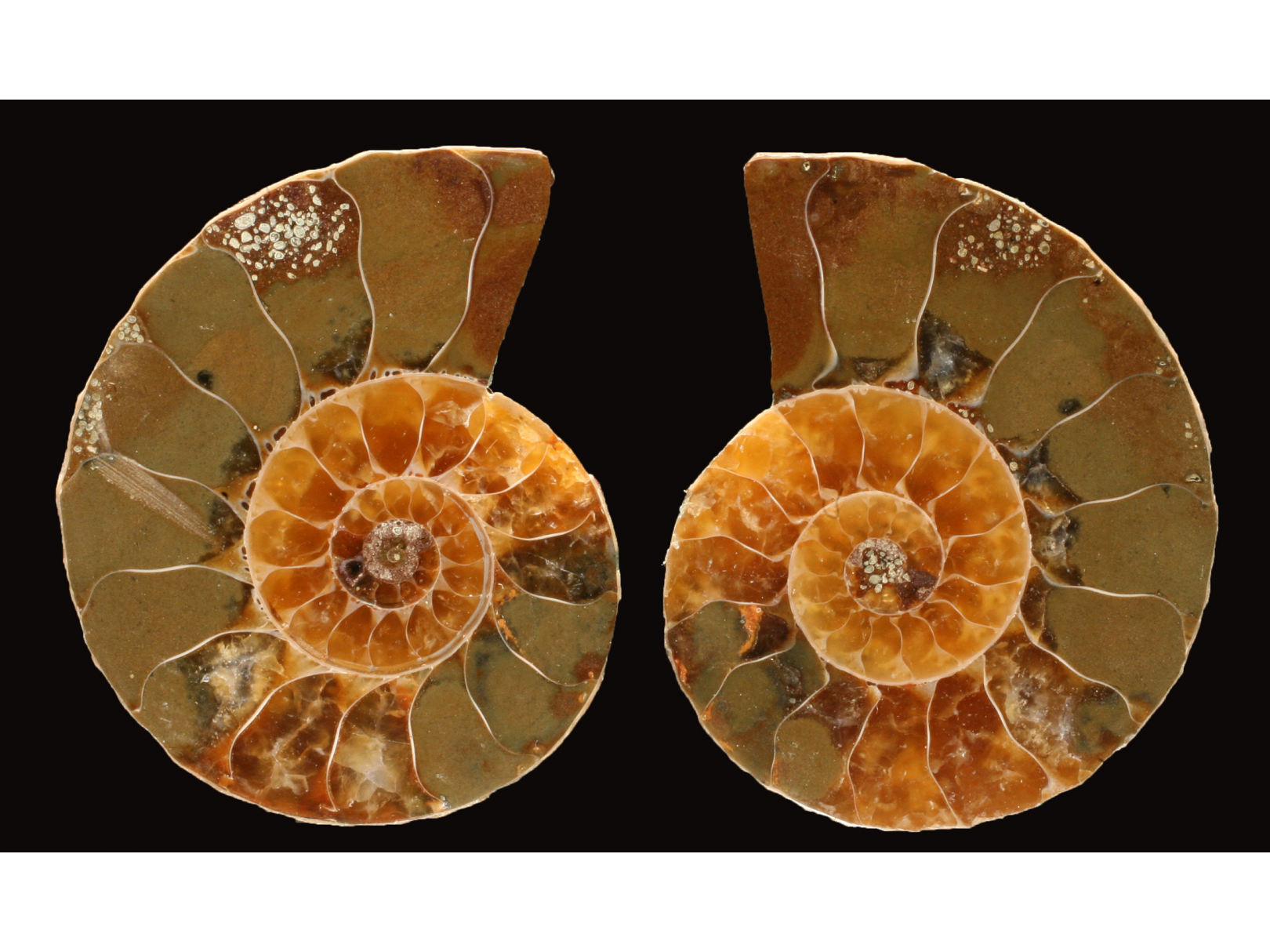 Ammonite from Madagascar