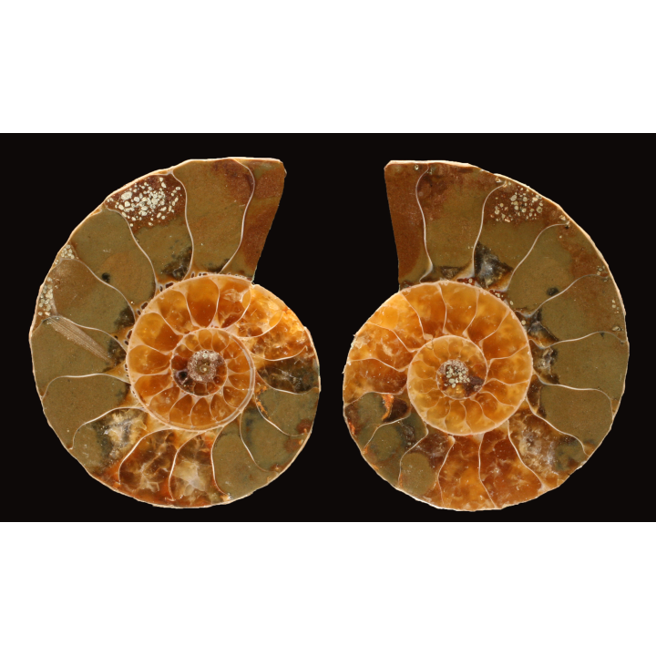 Ammonite de Madagascar