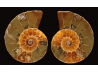 Ammonite from Madagascar