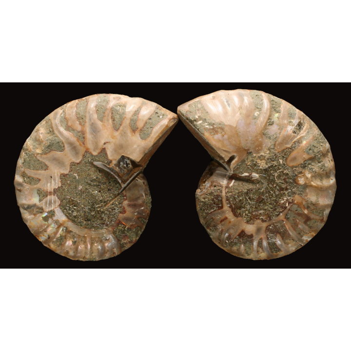 Ammonite from Madagascar