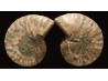 Ammonite from Madagascar