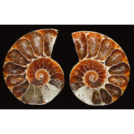 Ammonite de Madagascar