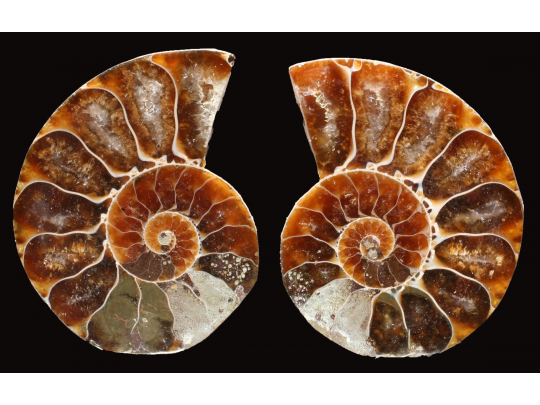 Ammonite from Madagascar