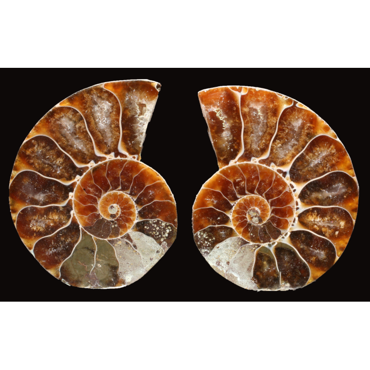 Ammonite de Madagascar