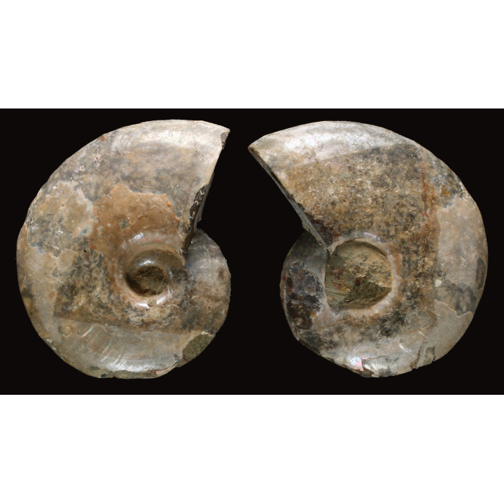 Ammonite de Madagascar