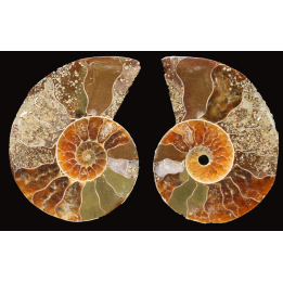 Ammonite from Madagascar