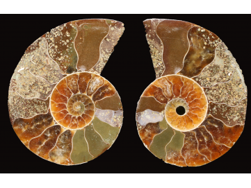 Ammonite from Madagascar