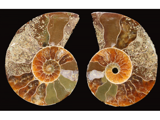 Ammonite de Madagascar