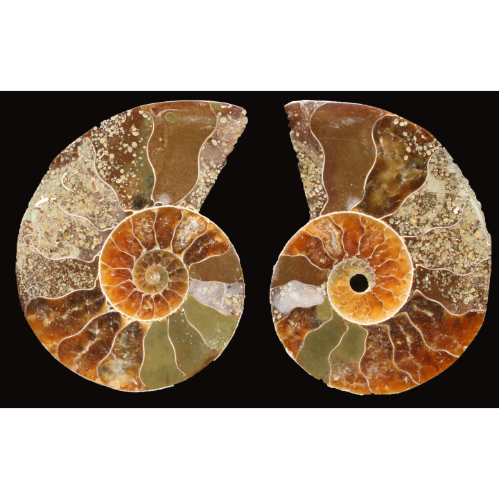 Ammonite de Madagascar