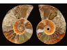 Ammonite from Madagascar