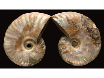 Ammonite from Madagascar