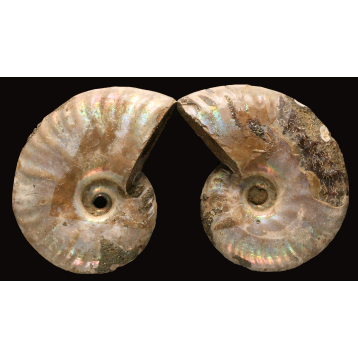Ammonite from Madagascar