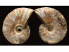 Ammonite de Madagascar