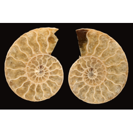 Ammonite de Madagascar