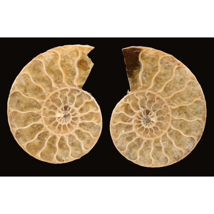 Ammonite de Madagascar
