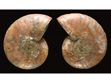 Ammonite from Madagascar