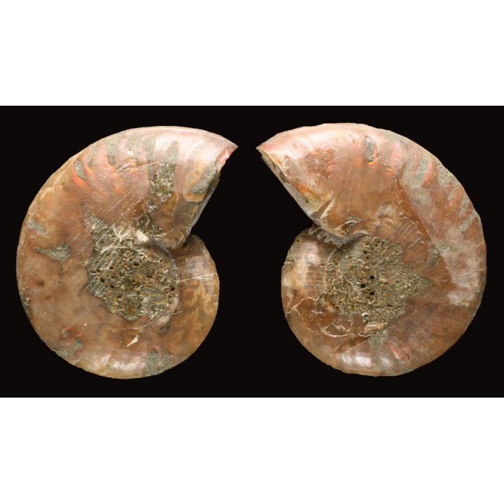 Ammonite de Madagascar