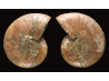 Ammonite from Madagascar