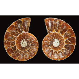 Ammonite de Madagascar