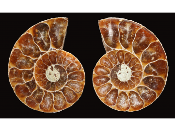 Ammonite de Madagascar