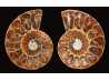 Ammonite de Madagascar