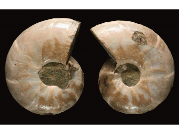 Ammonite de Madagascar