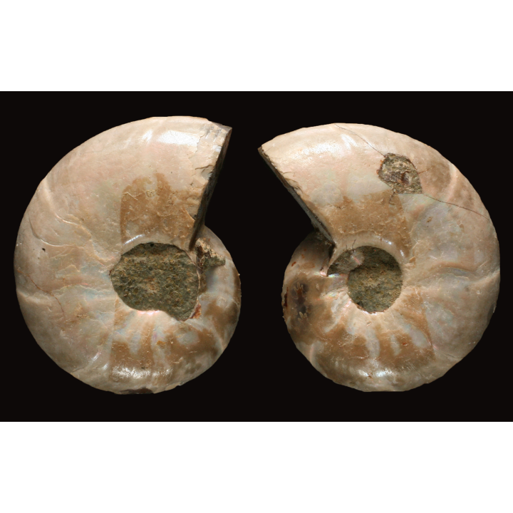 Ammonite de Madagascar