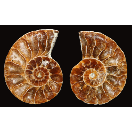 Ammonite de Madagascar